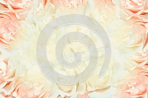 Pink and white roses background