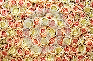 Pink and white roses background.