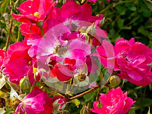 Pink and white roses blooming