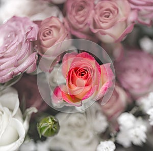 Pink white roses photo