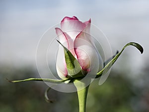 Pink and white roses in dutch greenhouse in holland