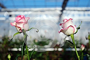 Pink and white roses in dutch greenhouse in holland