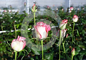 Pink and white roses in dutch greenhouse in holland