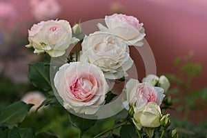 Pink and white roses Eden roze bloom in a tropical garden