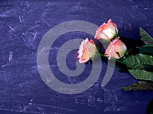 Pink white roses flowers background