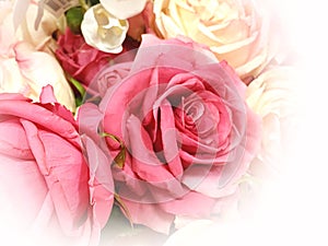 Pink white roses and petal floral spring summer background copy space