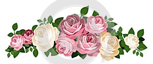 Pink and white roses. Vector illustration. photo