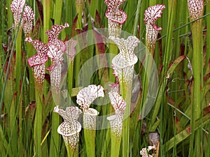 The pink and white sarracenia or pitcher plant
