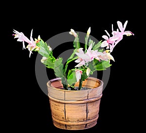 Pink, white Schlumbergera, Christmas cactus or Thanksgiving cactus flowers, in a brown flower pot, close up
