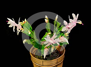 Pink, white Schlumbergera, Christmas cactus or Thanksgiving cactus flowers, in a brown flower pot, close up, bokeh background