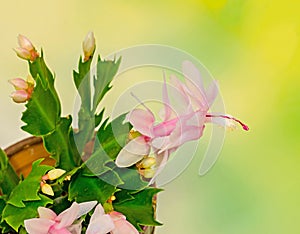 Pink, white Schlumbergera, Christmas cactus or Thanksgiving cactus flowers, in a brown flower pot, close up, bokeh background