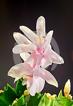 Pink, white Schlumbergera, Christmas cactus or Thanksgiving cactus flowers, in a brown flower pot, close up, bokeh background