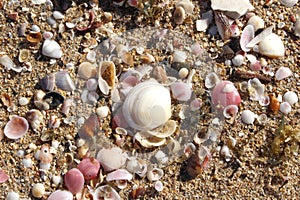 Rosa un bianco conchiglie sul d'oro sabbia Spiaggia 