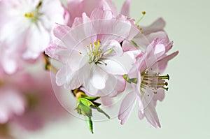 Pink and white small flowers on branch with soft background