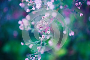 Pink white small flowers on colorful dreamy magic green blue purple blurry background, soft selective focus, macro