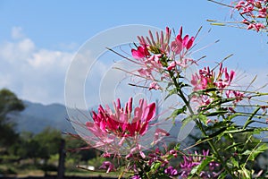 Pink and white spider flower in the garden. spiny spiderflower or Cleome spinosa in the garden.