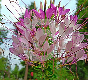 Pink white spider flower