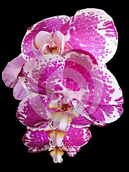 Pink and White Spotted Orchid Flower, Isolated on Black Background