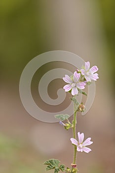 Pink and white Spring Beauty flower