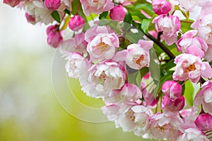 Pink and white spring blossoms on a green background