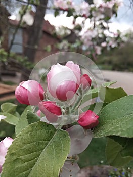 Pink white Springflower