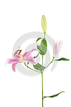 Pink and white Stargazer Lily on white