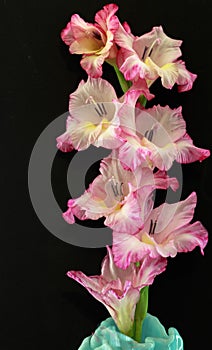 Pink and White Stem of Gladiola Flower on a Black Background