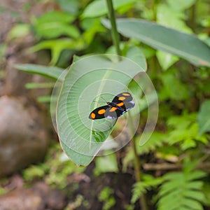 Pink and white striped black Common Postman butterfly (or Postman Butterfly)