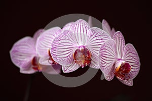 Pink-white striped orchid orchidaceae flower on the black background
