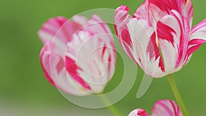 Pink and white striped tulip in garden. White tulip flower with crimson stripes. Close up.