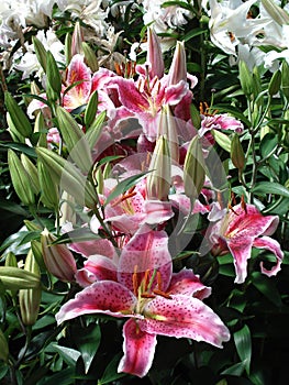 Pink and white tiger lilies with buds