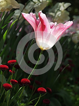 Pink and white tulip against blurry background