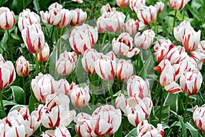 Pink and white tulip flowers in spring garden, park.