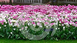 Pink and white tulip flowers in spring garden, park.