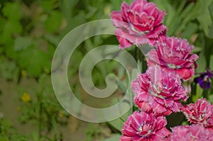 Terry fringed tulip Mascotte in garden photo