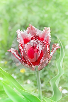 Pink and white tulip Rembrandt with terry petals