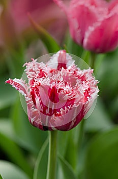Pink and white tulip Rembrandt with terry petals