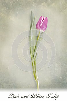 Pink and white tulip on textured green background