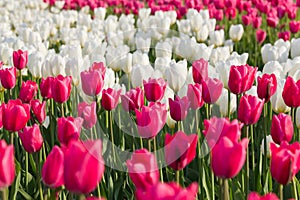 Pink and white tulips