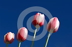 Pink and White tulips against deep blue sky