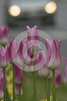 Pink and white tulips and car lights