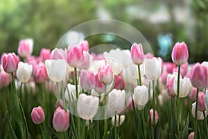 Pink and White tulips blooming in a tulip field in garden