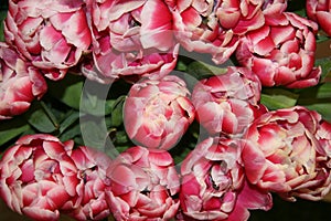 Pink and white tulips in a bouquet with leaves. Tulips are blooming. The buds of tulips. Spring flowers