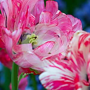 Pink and white Tulips at Butchart Gardens in BC, Canada.