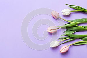 Pink and white tulips on a colored holiday frame Background. Floral spring background for March 8, birthday, mother