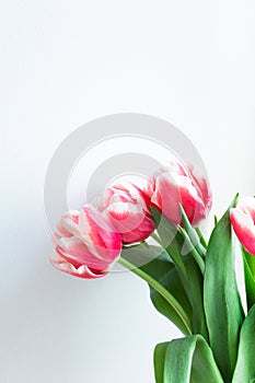 Pink white tulips on light gray background. Delicate bouquet of flowers with copy space close-up, no people. Spring blossoming