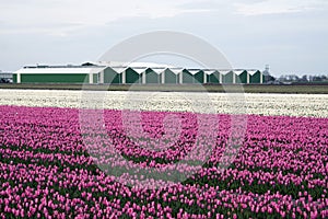 Pink and white tulips.