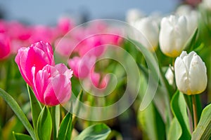 Pink and White Tulips With Stems at Chung-Se Flower Garden, Taiwan