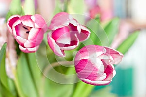 Pink and white two-tone tulip flowers bouquet, turquoise bokeh bg photo