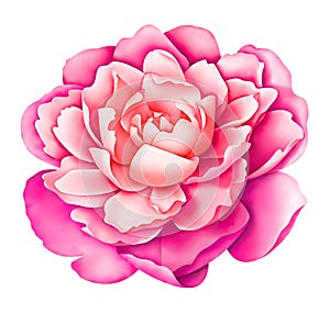Pink white vintage peony flower isolated on white background. Digital watercolor illustration. Floral botanical drawing.